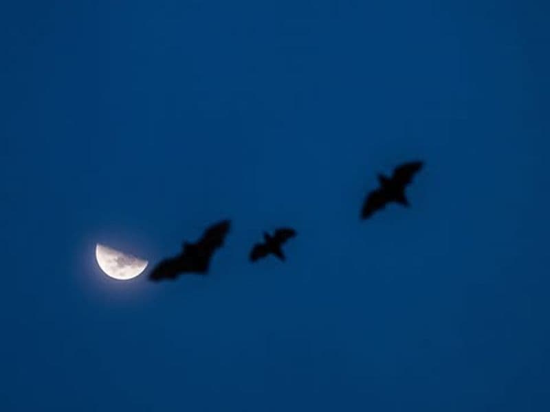 Bat