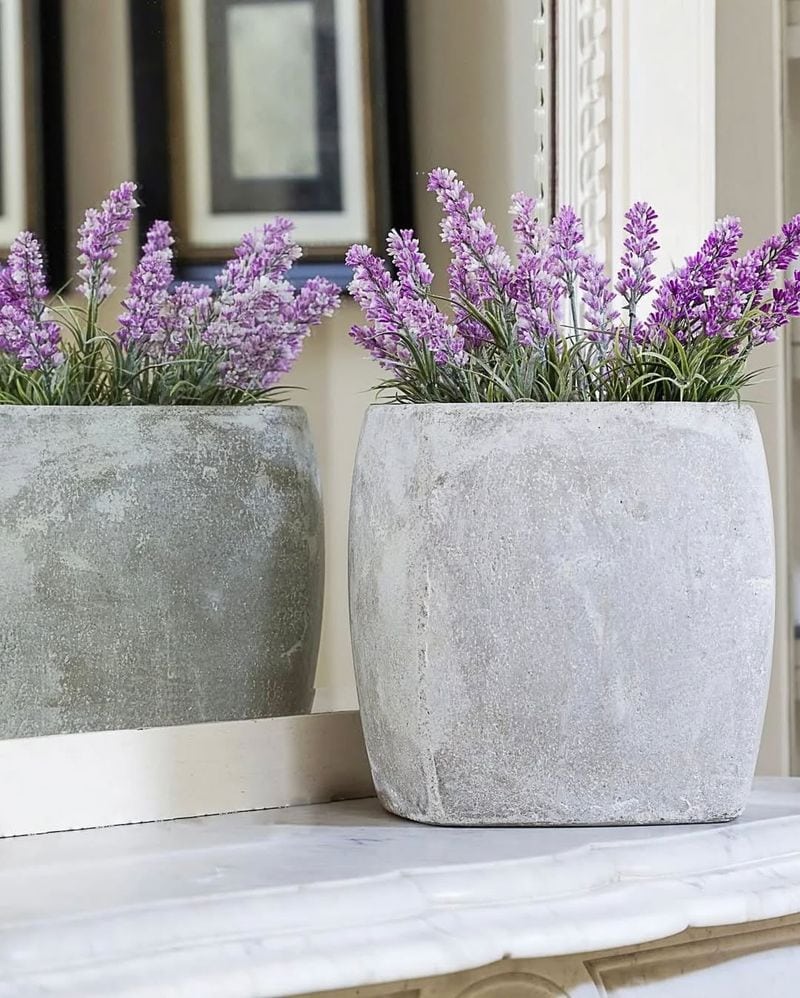 Lavender (Lavandula)