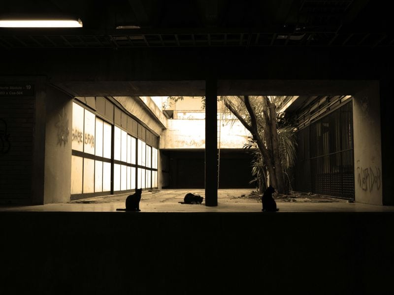 Unusual Animal Behavior