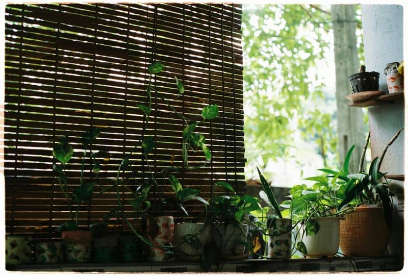 Plants and Natural Elements