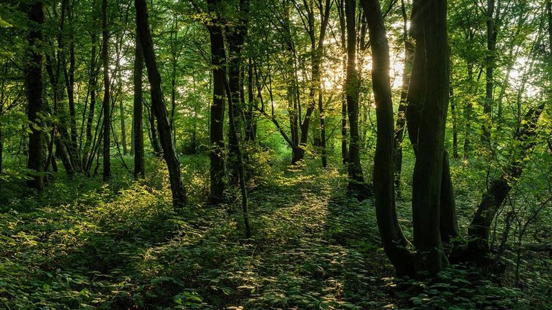 Dering Woods (Screaming Woods), England