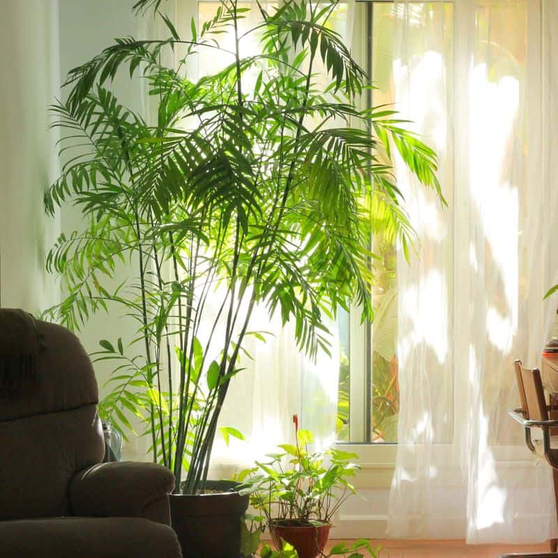 Bamboo Palm (Chamaedorea seifrizii)