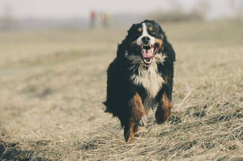 Capricorn (December 22 - January 19): Bernese Mountain Dog