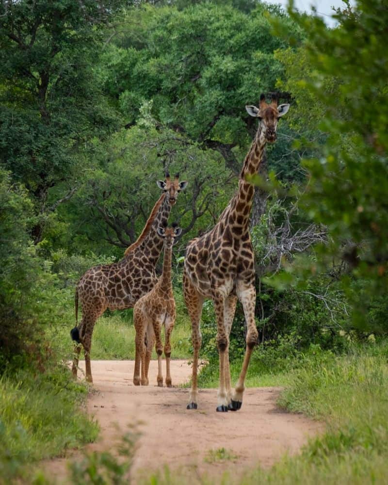 Sagittarius: Hoedspruit, South Africa