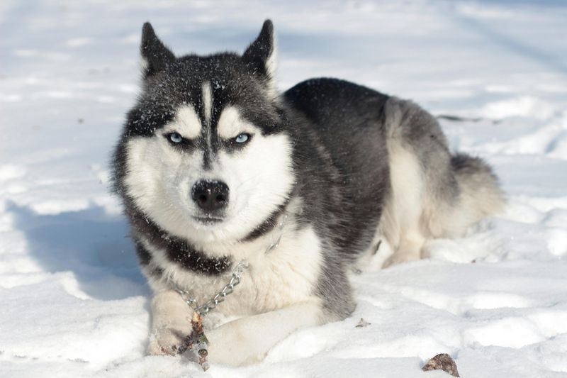 Sagittarius (November 22 - December 21): Siberian Husky