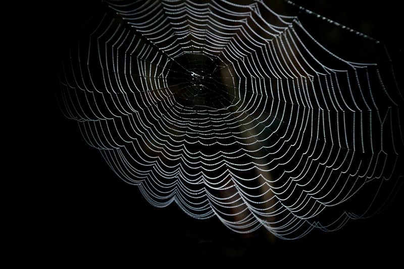 Spiders