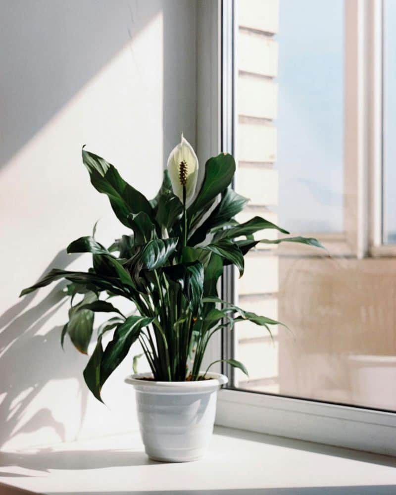 Peace Lily (Spathiphyllum)