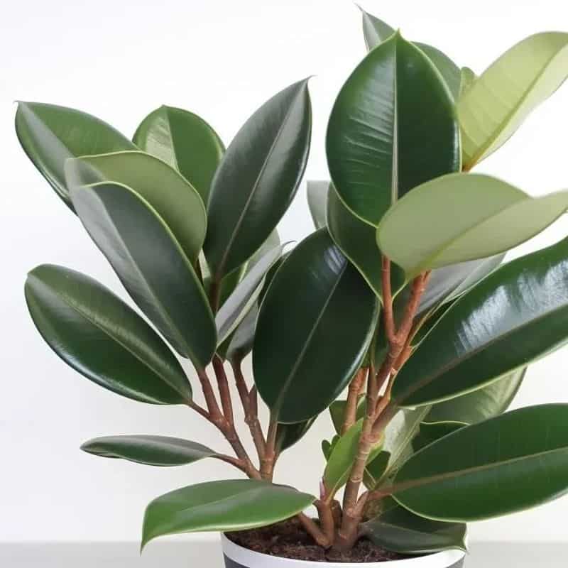 Rubber Plant (Ficus elastica)
