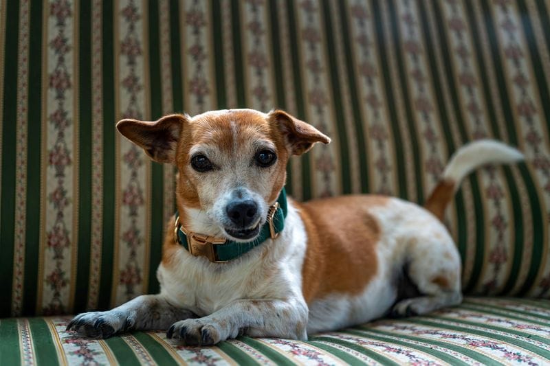 Gemini (May 21 - June 20): Russell Terrier