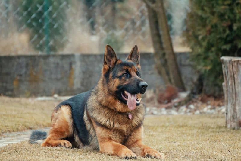 Aries (March 21 - April 19): German Shepherd