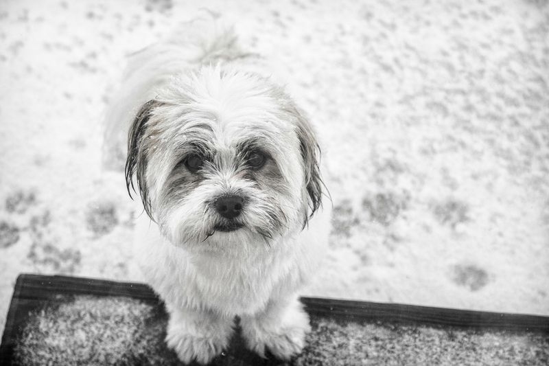 Libra (September 23 - October 22): Havanese
