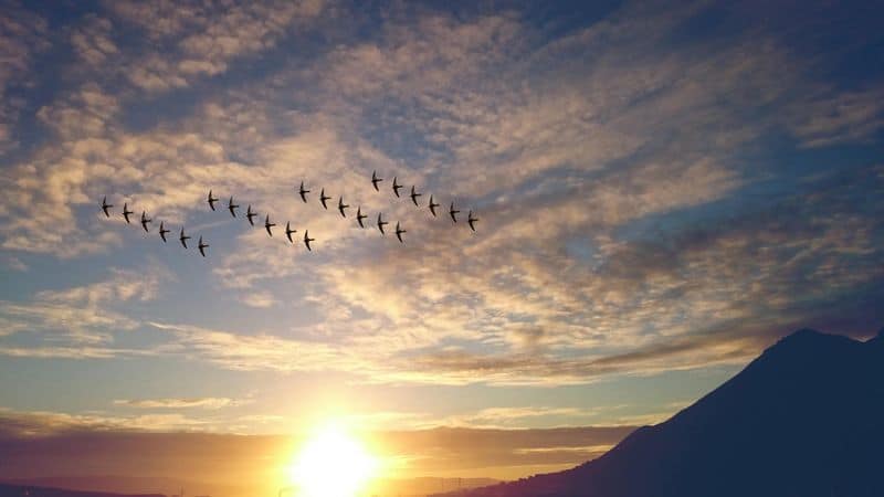 Nature's Symphony of Awakening
