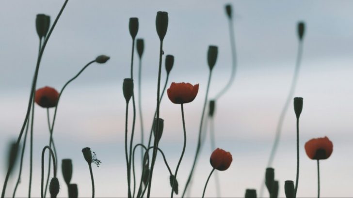 8 Holy Herbs Guiding Souls Through Funeral Traditions