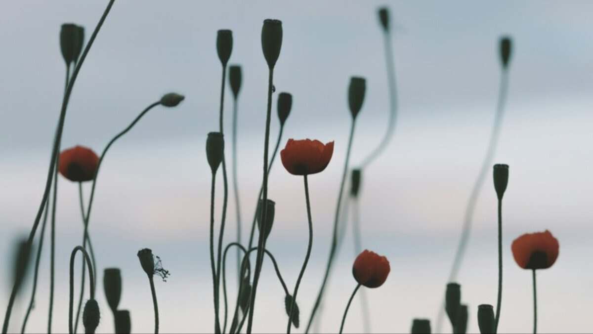 holy herb poppy