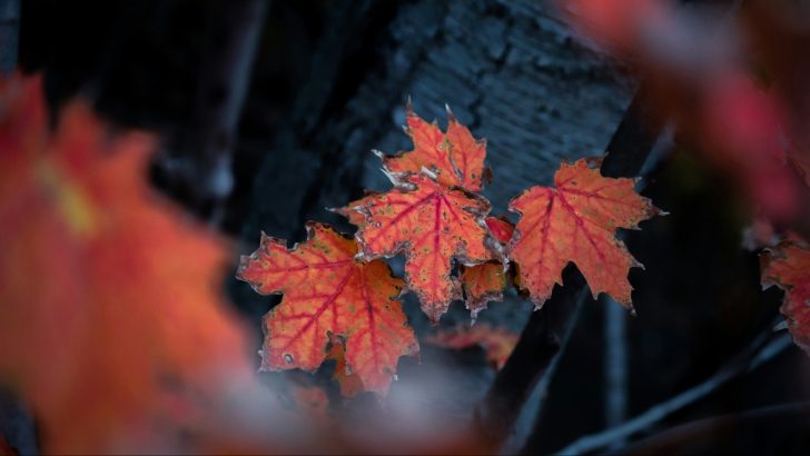 Ever Heard of the October Theory? Here’s What It’s All About!