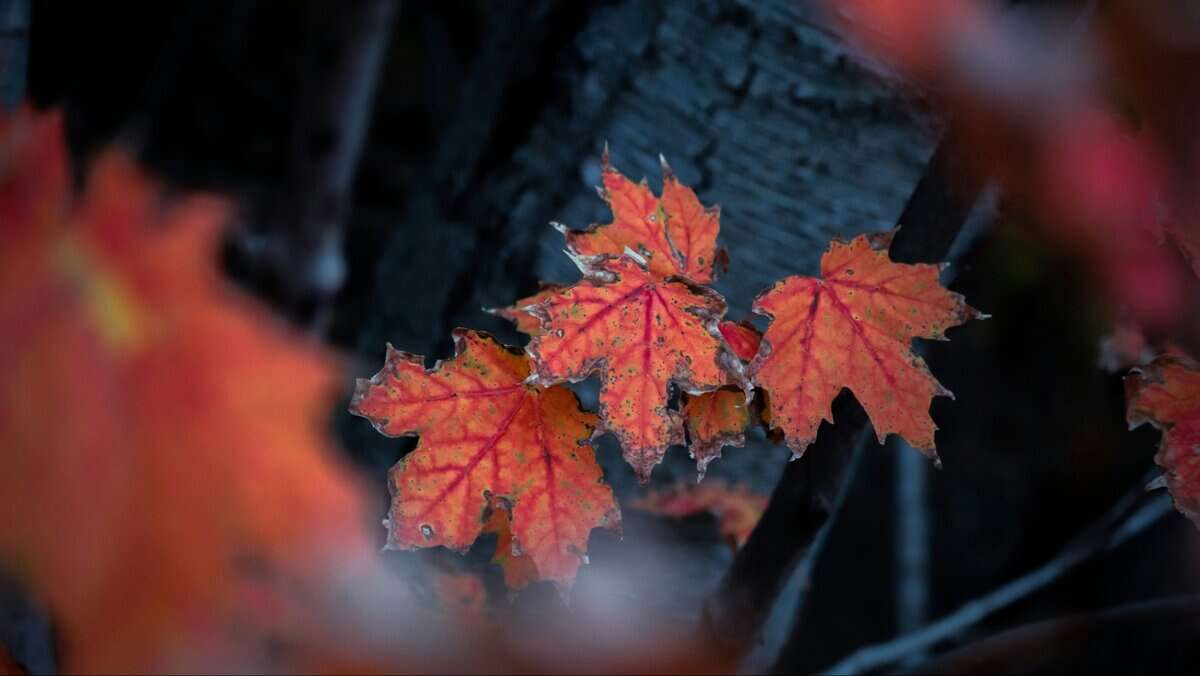 october leaf