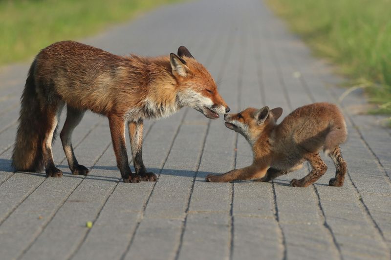 The Trickster Spirit and Playfulness