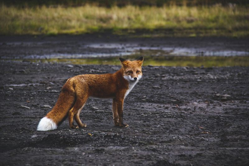 Adaptability During Times of Change