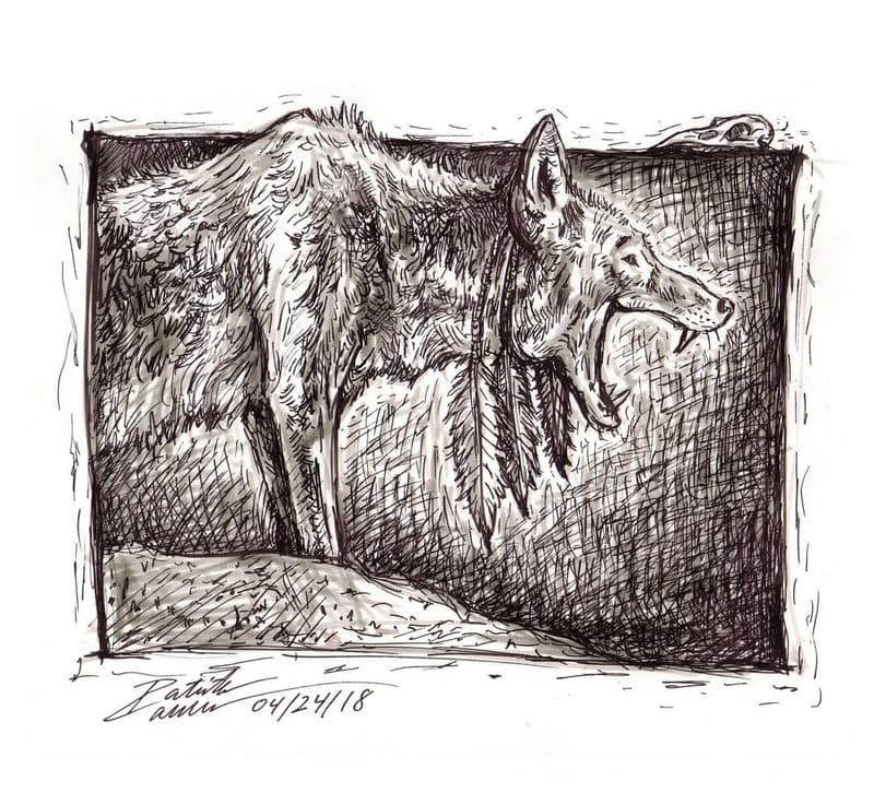 Coyote of Native American Traditions