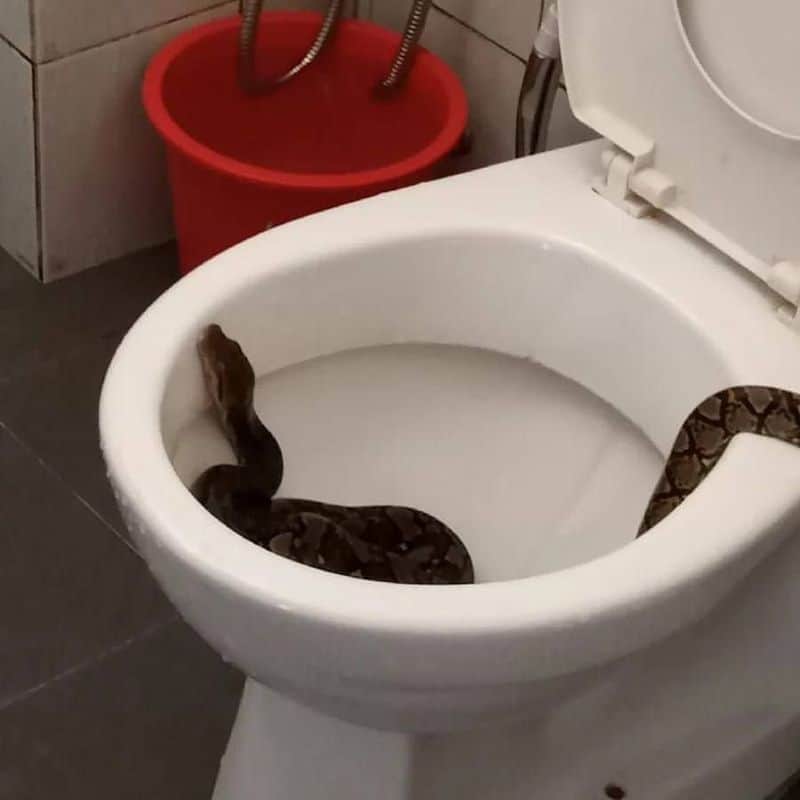 The Snake in the Toilet