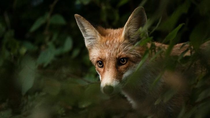 The Spiritual Meaning of Seeing Foxes Constantly