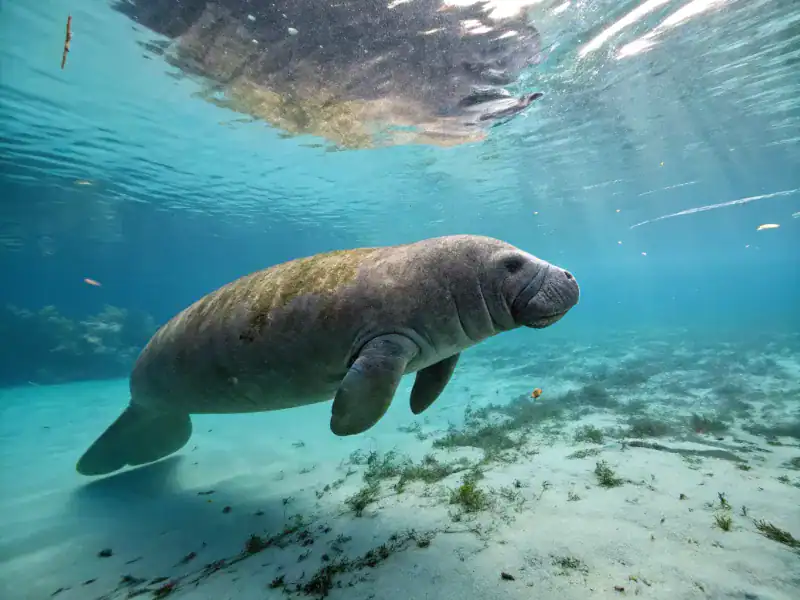 Mermaids and Marine Mammals