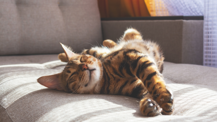 The Spiritual Reason You Chose the Pet You Have