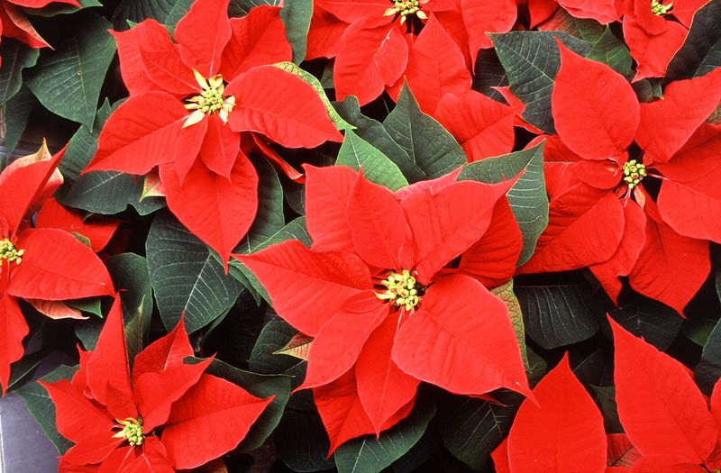 Poinsettias Are Poisonous