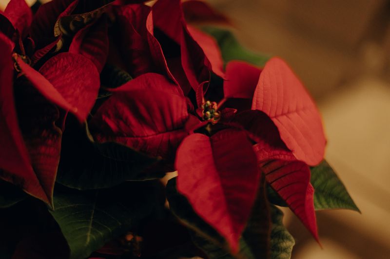 Poinsettia