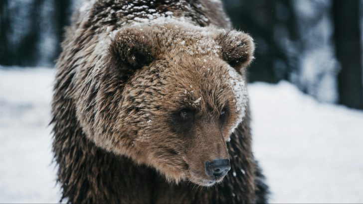 Embracing Bear Wisdom: How Nature Prepares Us for Winter