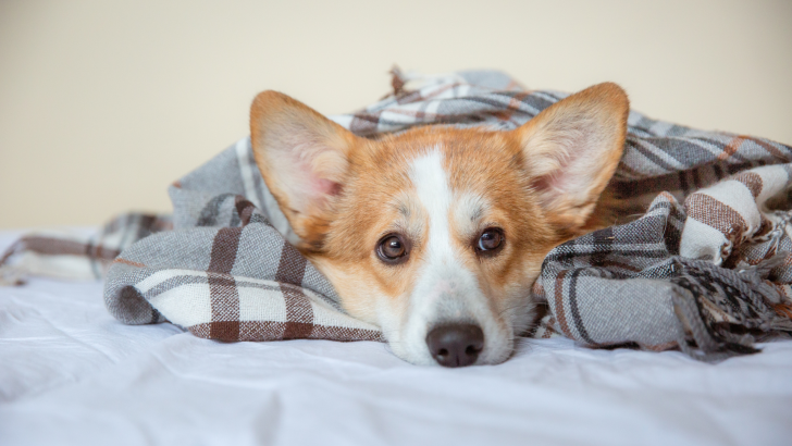 Signs Your Pet Is Unhappy