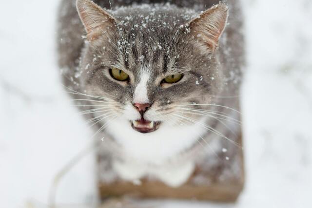 cat snow