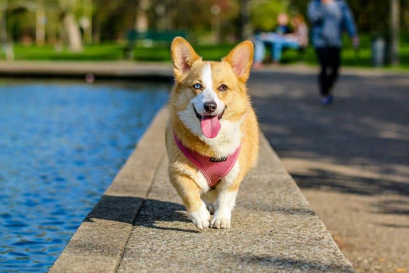 Corgi Owners: The Clever Charmers