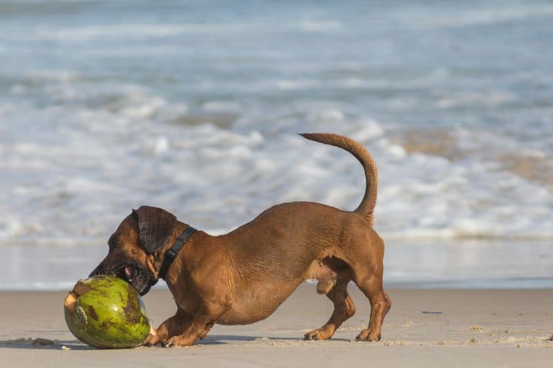 Dachshund Owners: The Spirited Individuals