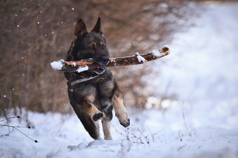 German Shepherd Owners: The Natural Leaders