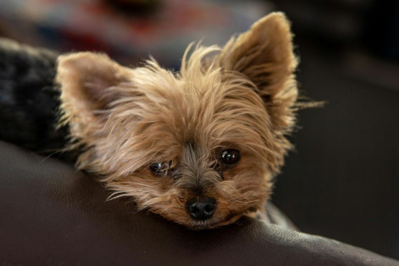 Yorkshire Terrier Owners: The Confident Go-Getters