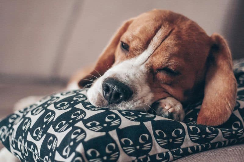 Beagle Owners: The Cheerful Optimists