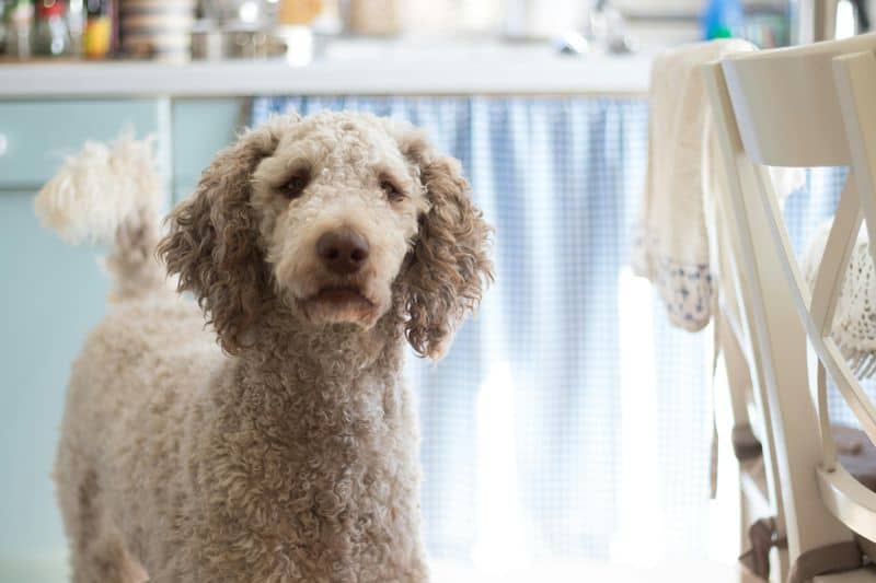 Poodle Owners: The Sophisticated Thinkers