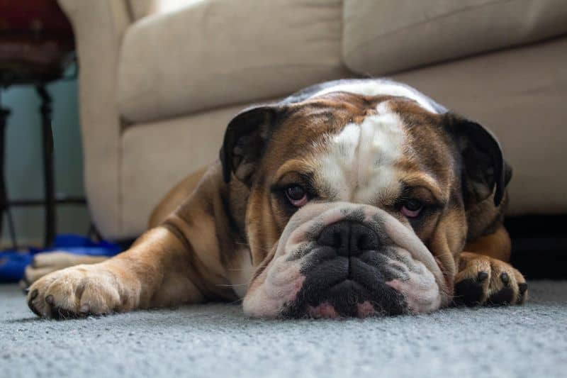 Bulldog Owners: The Laid-Back Realists