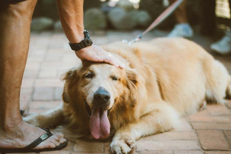 Golden Retriever Owners: The Social Butterflies