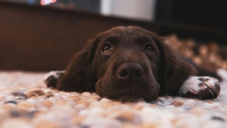 What Your Dog&rsquo;s Breed Says About Your Personality