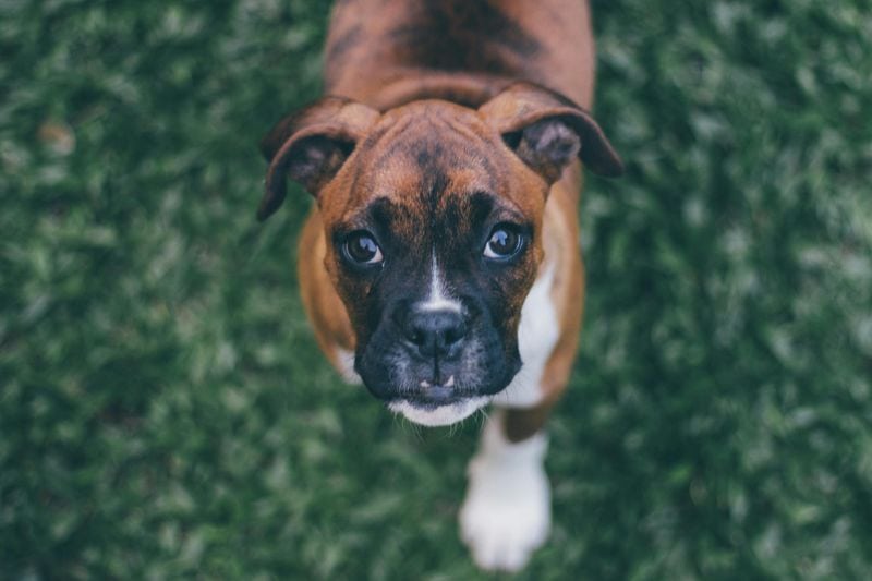 Boxer Owners: The Energetic Enthusiasts