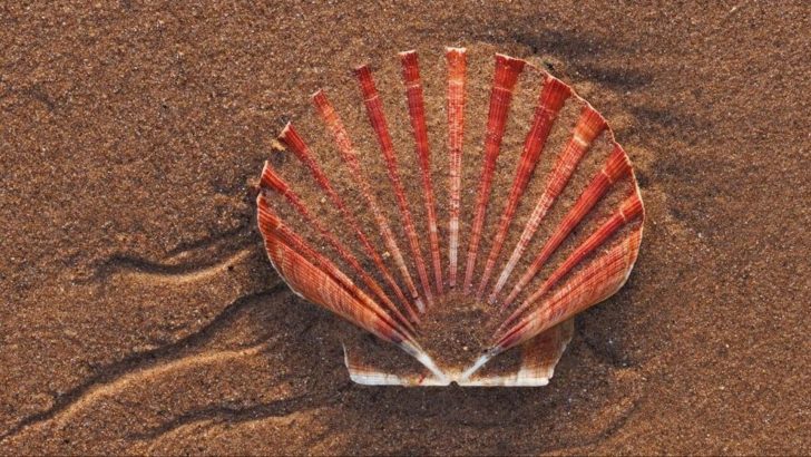 Seashell Secrets: What&rsquo;s the One That Fits Your Zodiac Sign Best?