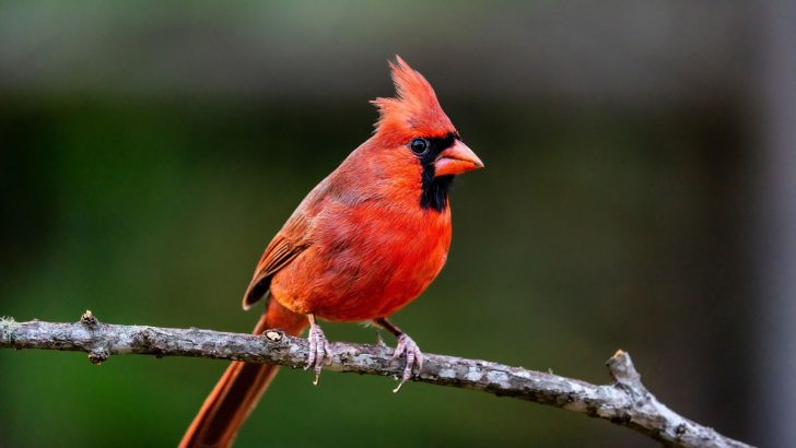 The Spiritual Meaning of Seeing a Cardinal