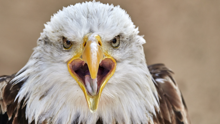 Why the Bald Eagle Became America&rsquo;s Symbol of Freedom and Power