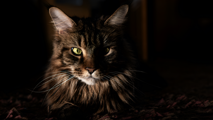 Why Do Cats Feel So Mysterious Compared to Other Animals?