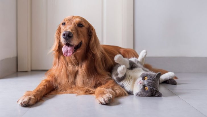 Are You a Cat or a Dog Person, Based On Your Zodiac Sign