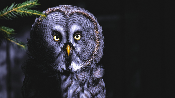 8 Reasons Why Owls Are Connected to Wisdom in Greek Mythology