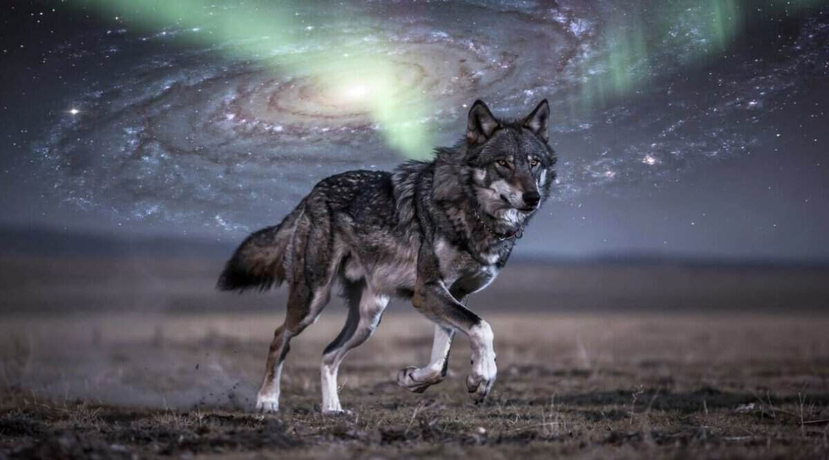 wold animal spirit
