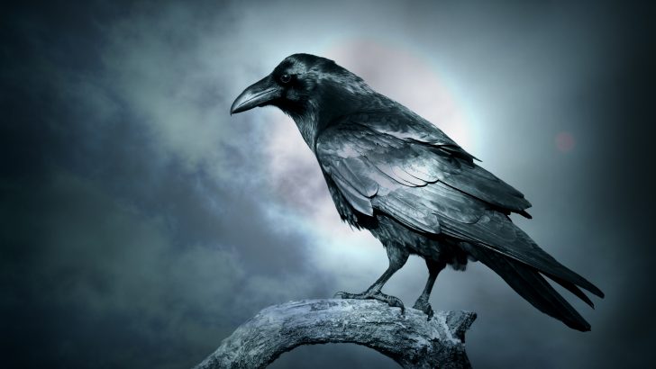 The Spiritual Meaning of Seeing a Raven